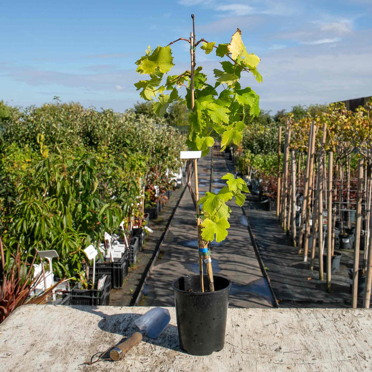 Grape Vine 'Strawberry Fragola White'