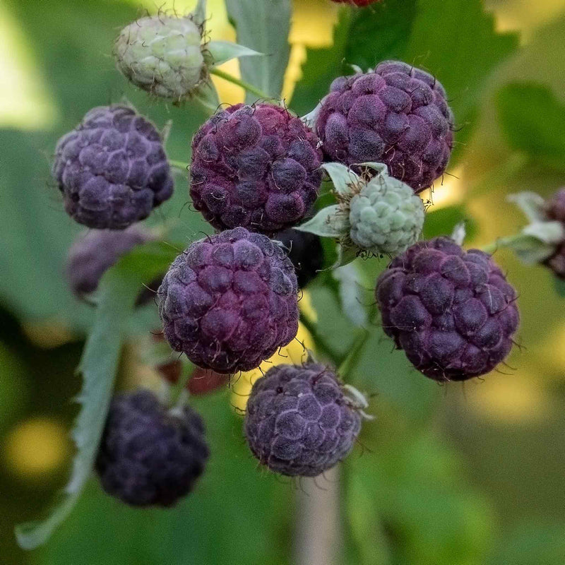 Thorless Rasberry Raspberry Plant 'Glen Coe' | Marshalls Garden