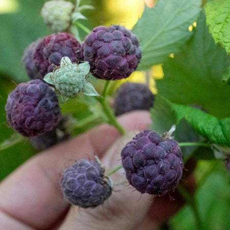 Raspberry Plant 'Glen Coe'