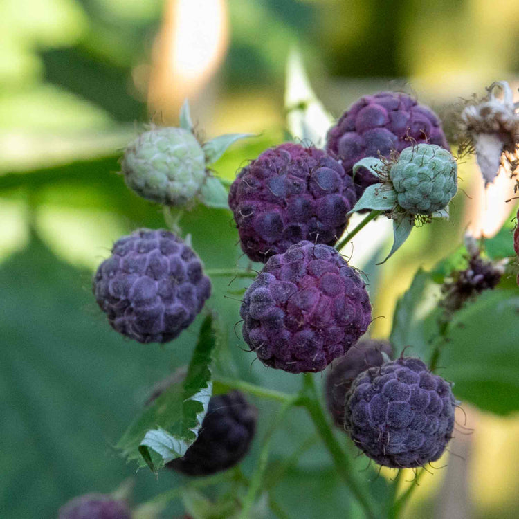 Raspberry Plant 'Glen Coe'