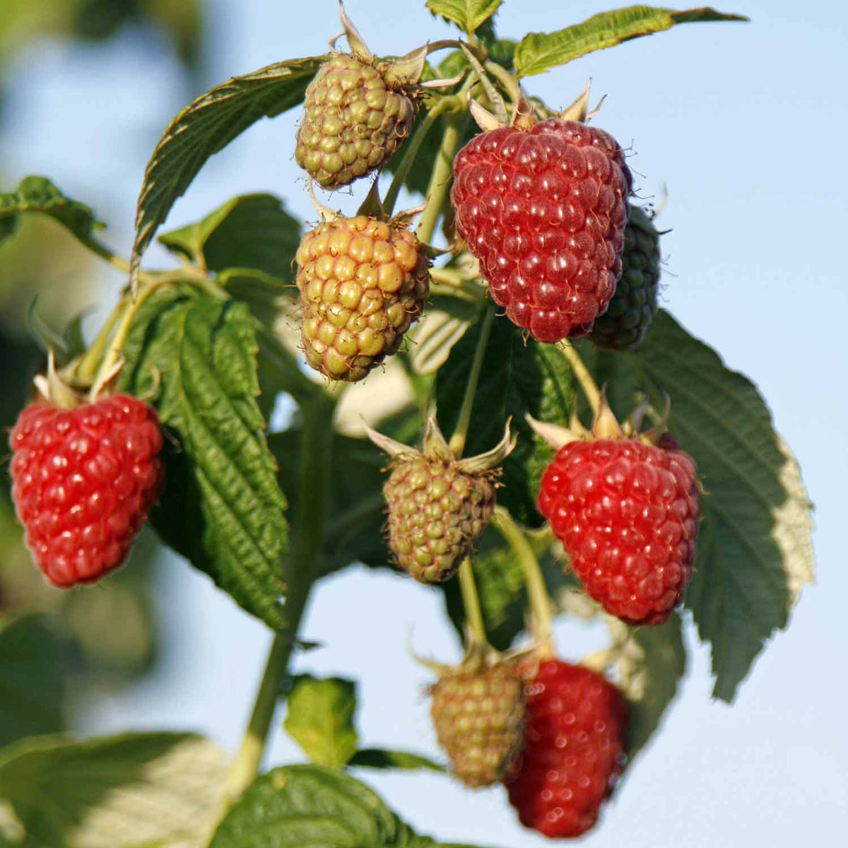 Raspberry 'Joan J' 10 Canes Buy Raspberry Plants Online Raspberry