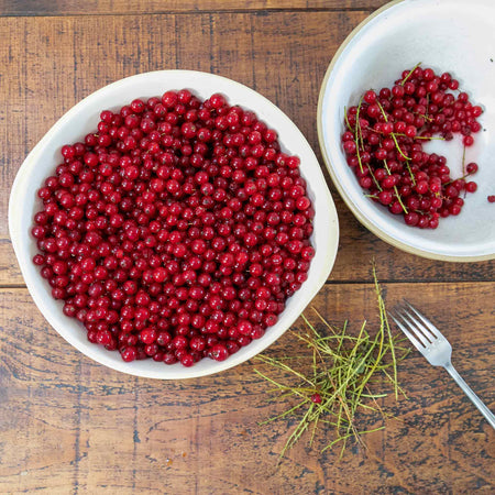 Redcurrant Plant 'Rovada'