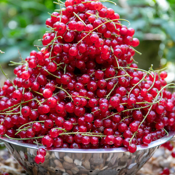 Redcurrant Plant 'Rovada'