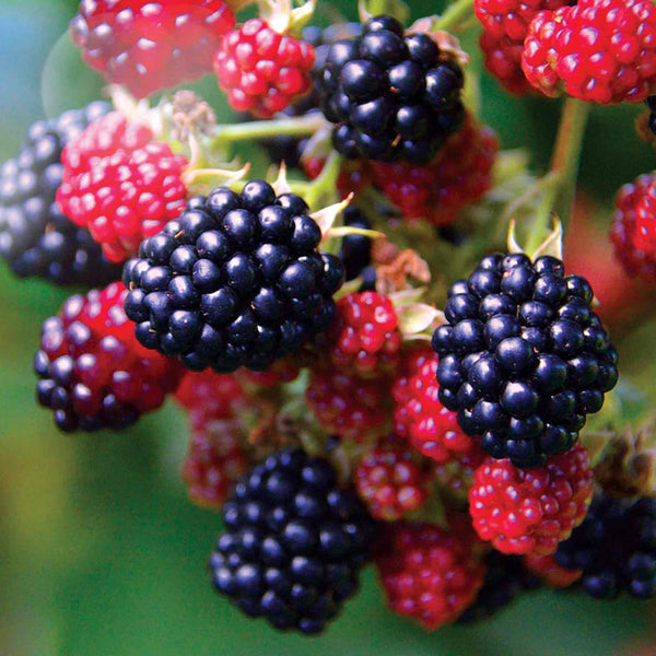 Blackberry Plant 'Black Satin'
