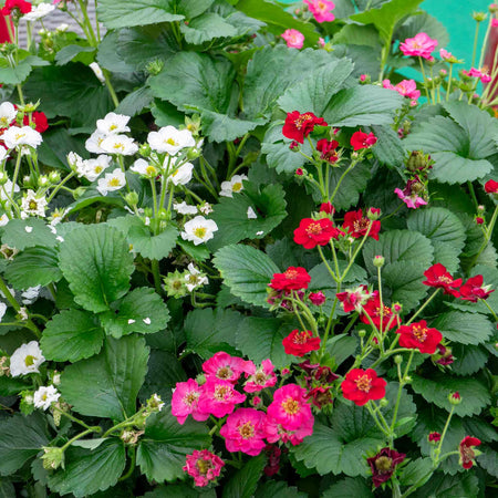 Strawberry Plant 'Summer Breeze Mixed'
