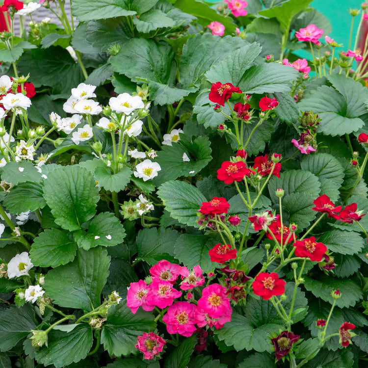 Strawberry Plant 'Summer Breeze Mixed'