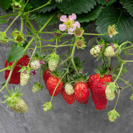 Strawberry Plant 'Summer Breeze Cherry'