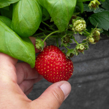 Strawberry Plant 'Summer Breeze Mixed'
