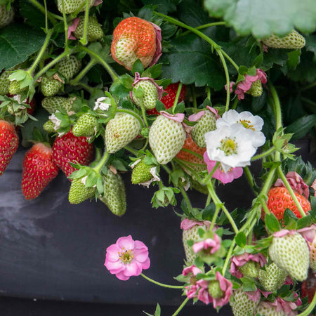 Strawberry Plant 'Summer Breeze Cherry'