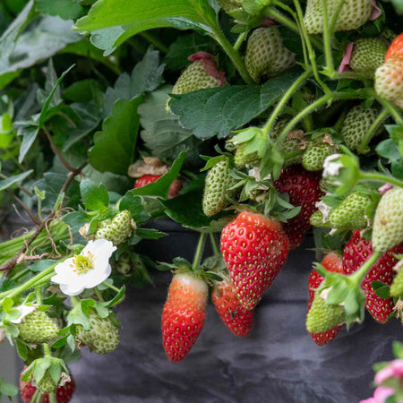 Strawberry Plant 'Summer Breeze Snow'