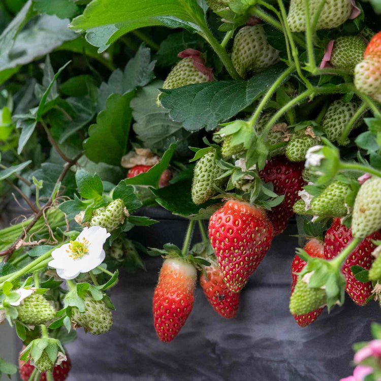 Strawberry Plant 'Summer Breeze Snow'