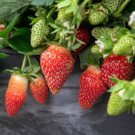 Strawberry Plant 'Summer Breeze Mixed'