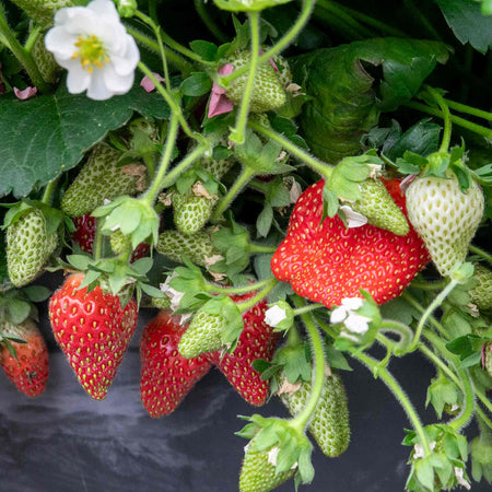 Strawberry Plant 'Summer Breeze Mixed'