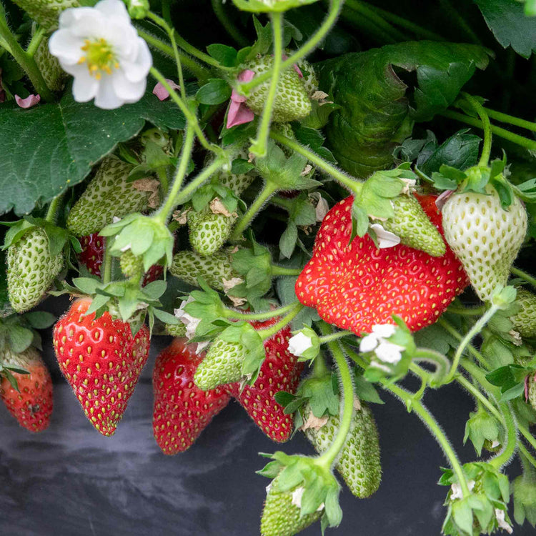 Strawberry Plant 'Summer Breeze Mixed'