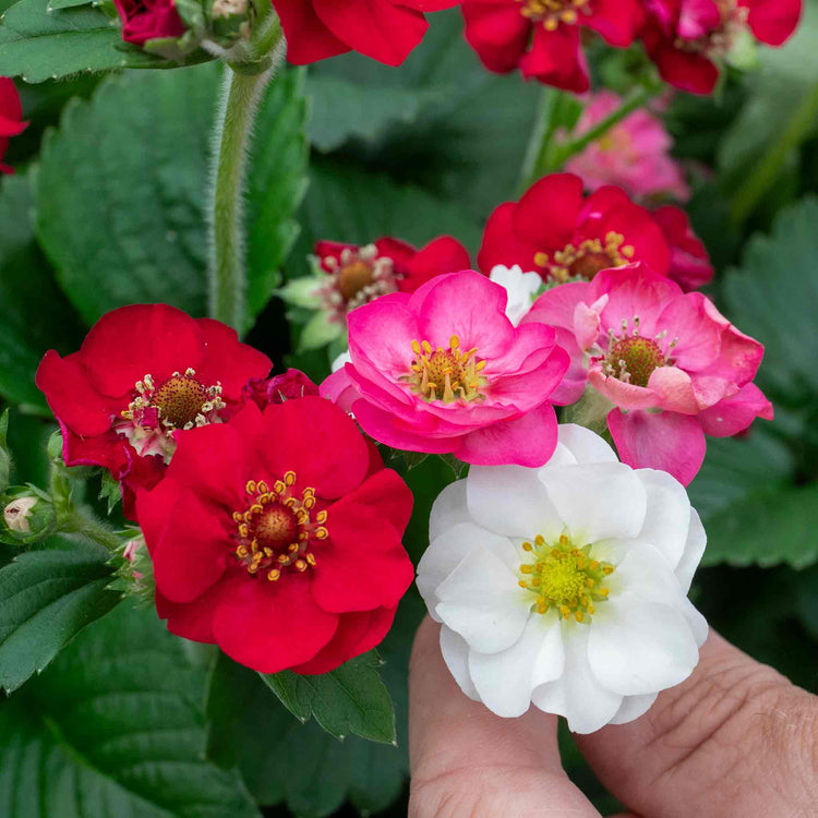 Strawberry Plant 'Summer Breeze Mixed'