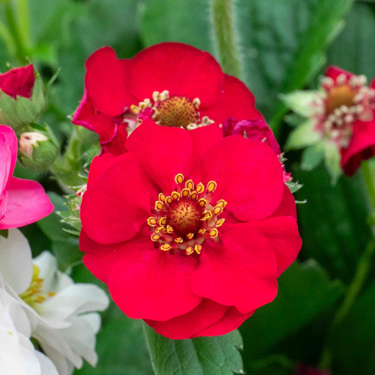 rose strawberry seeds Strawberry Plant 'Summer Breeze Rose'