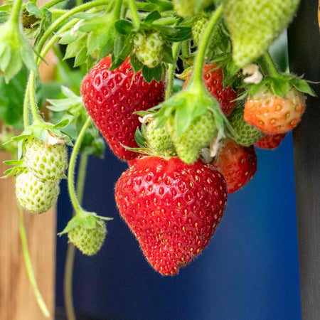 Strawberry Plant 'Summer Breeze Mixed'