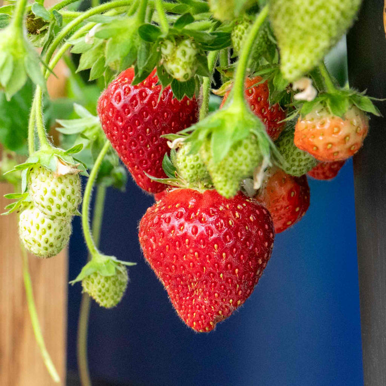 Strawberry Plant 'Summer Breeze Mixed'