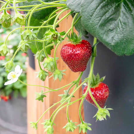 Strawberry Plant 'Summer Breeze Snow'
