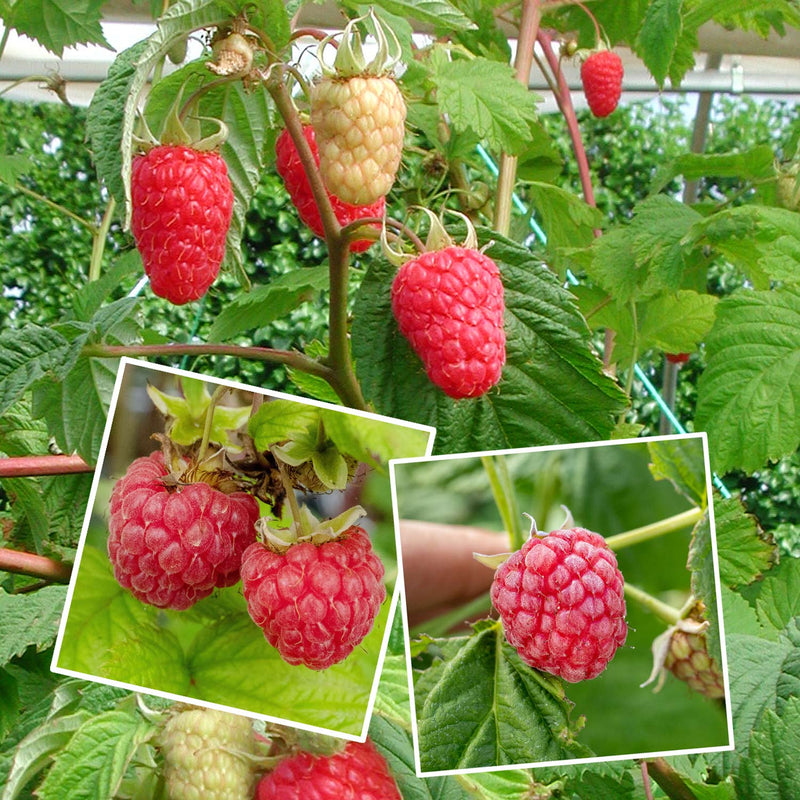 Chilcotin Raspberry Height Raspberry Plant 'Continuity Collection' | Marshalls Garden