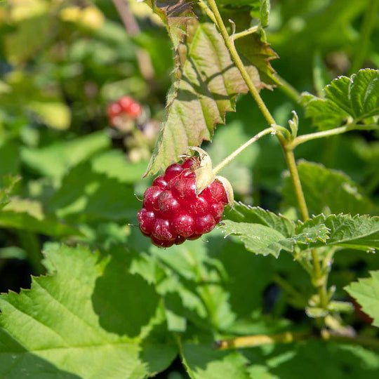 Boysenberry Plant | Buy Boysenberry Plants Online | Boysenberry Plants ...