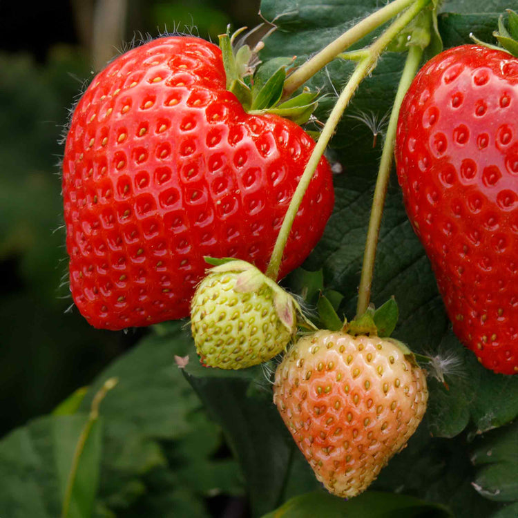 Everbearing Strawberry Plant 'Finesse'