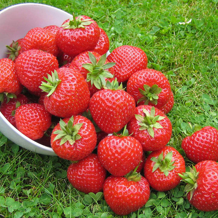 Everbearing Strawberry Plant 'Finesse'