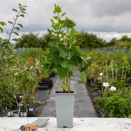 Jostaberry Standard Plant