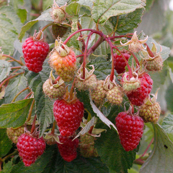 Raspberry Plant 'Autumn Treasure'