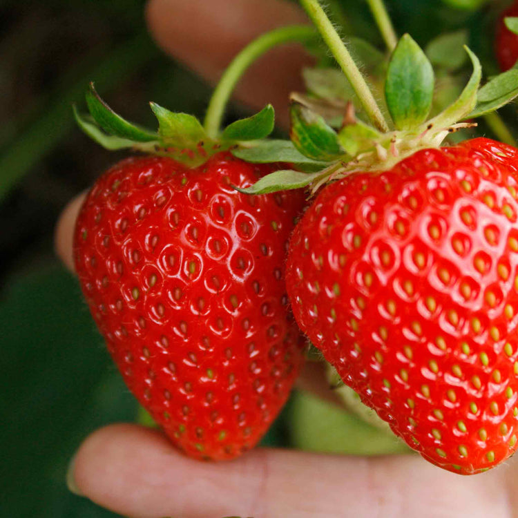 Strawberry Plant 'Sweetheart'