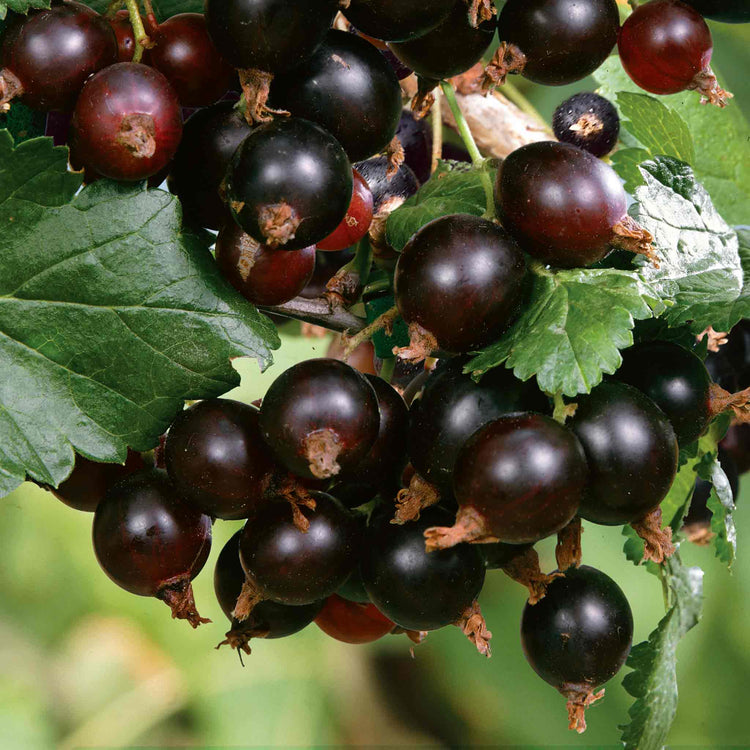 Blackcurrant Plant 'Big Ben'