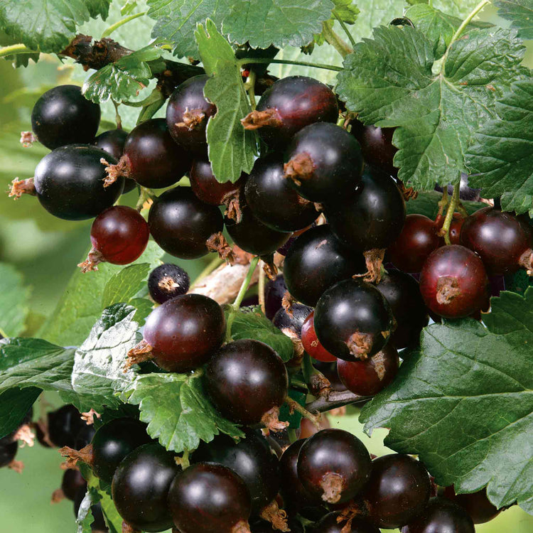 Blackcurrant Plant 'Big Ben'