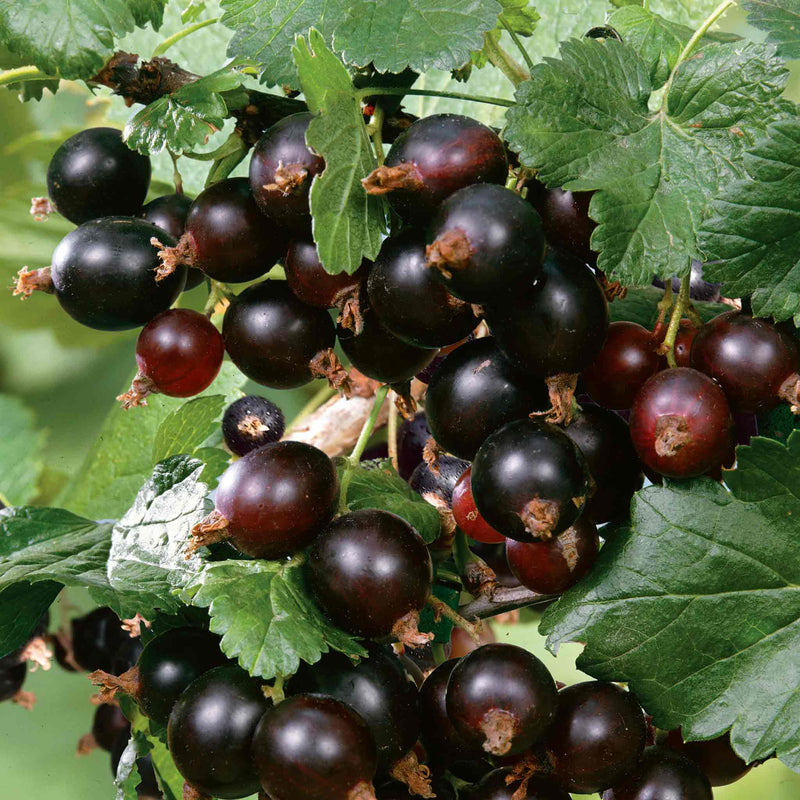 Blackcurrant Plant 'Big Ben'