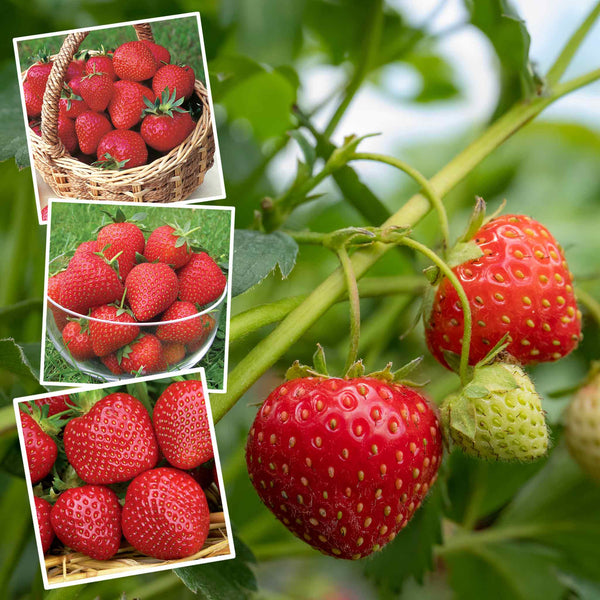 Strawberry Plant 'The Big Crop' Collection