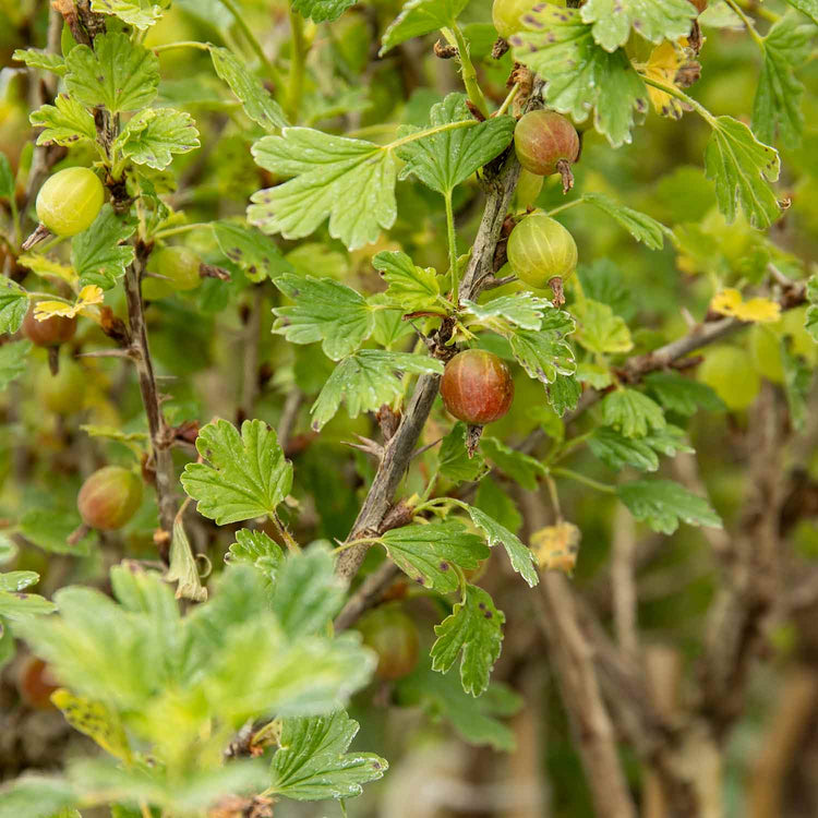 Gooseberry Standard Plant 'Hinnonmaki Red'