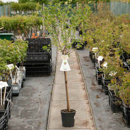 Gooseberry Standard Plant 'Hinnonmaki Red'