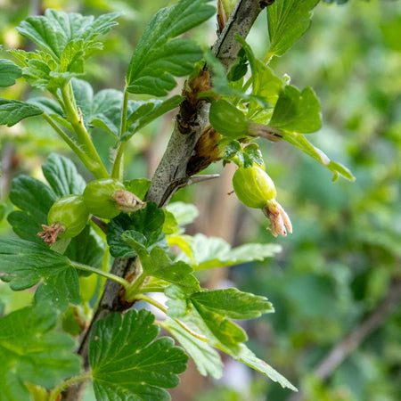 Gooseberry Standard Plant 'Hinnonmaki Red'