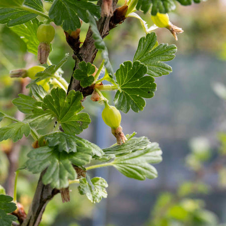 Gooseberry Standard Plant 'Hinnonmaki Red'