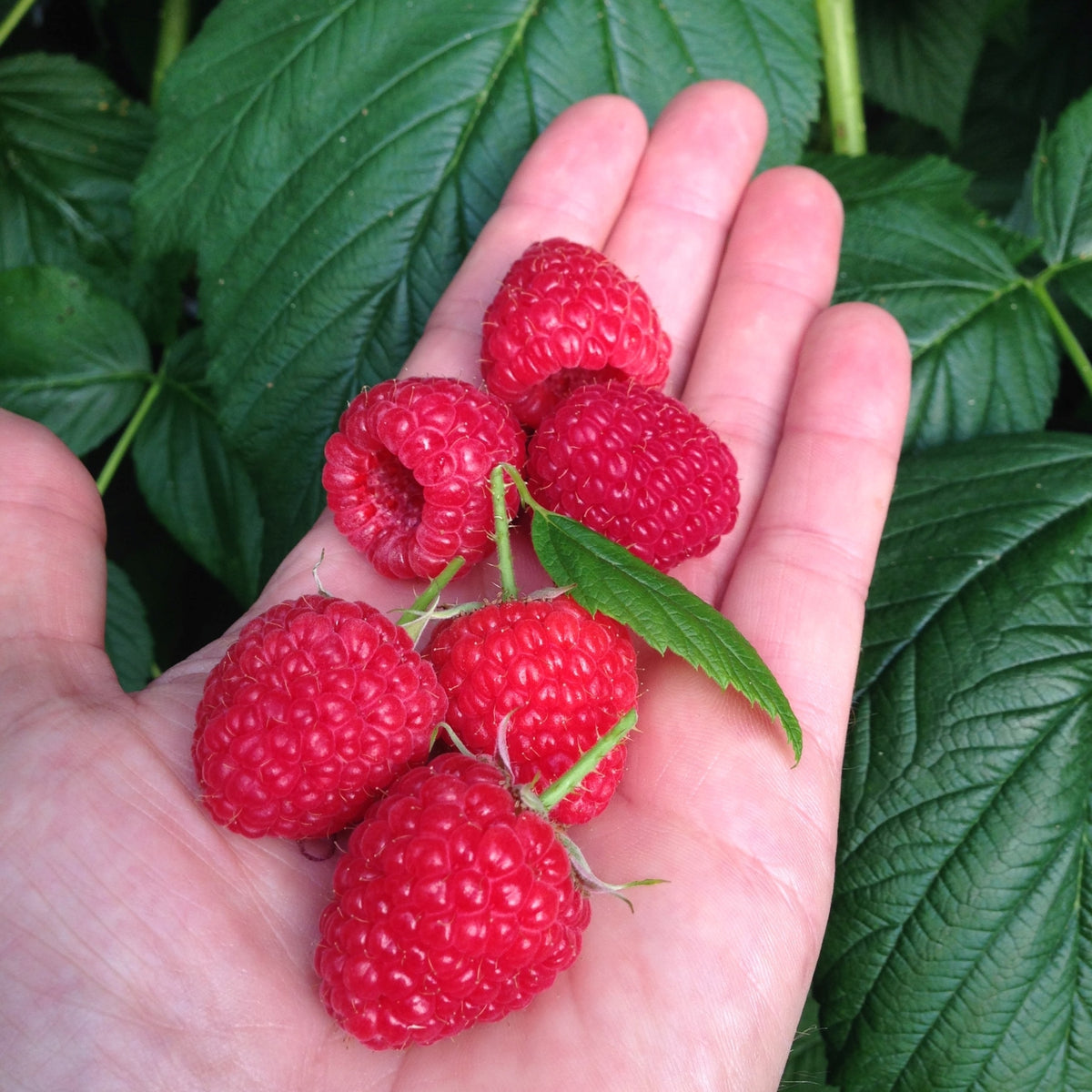 Raspberry 'Paris' 5 Canes Buy Raspberry Plants Online Raspberry