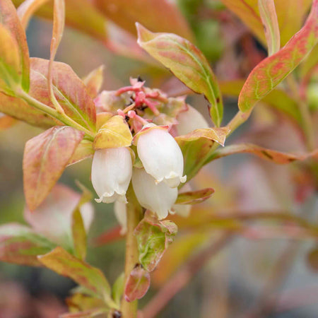 Blueberry Plant 'Northcountry'