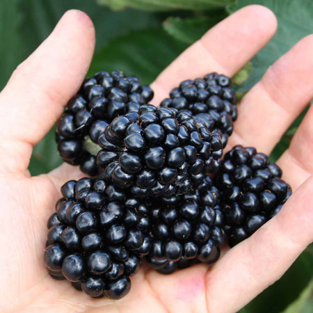 Blackberry Plant 'Coolaris Garden'