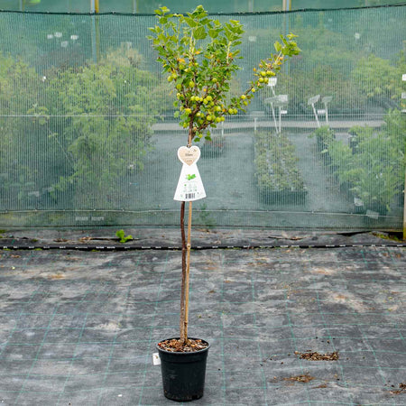 Gooseberry Standard Plant 'Hinnonmaki Green'