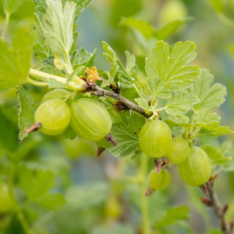 Gooseberry Standard Plant 'Hinnonmaki Green'