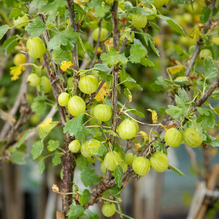 Gooseberry Standard Plant 'Hinnonmaki Green'