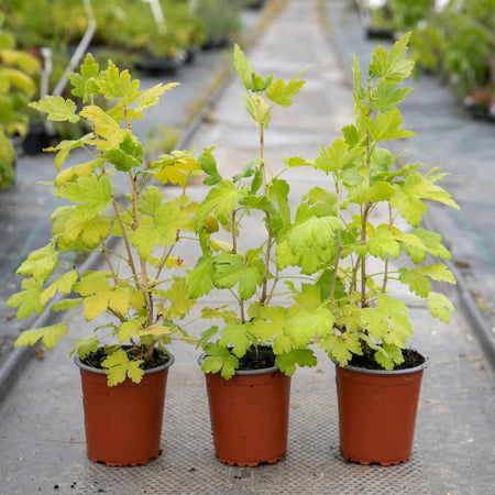 Gooseberry Plant 'Madame Sanssouci Easycrisp'