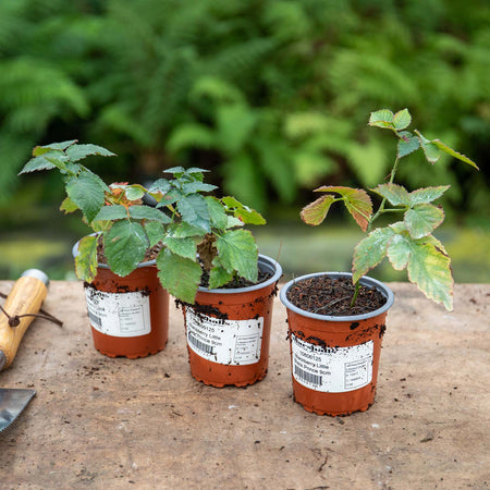 Lowberry® Blackberry Plant 'Little Black Prince'
