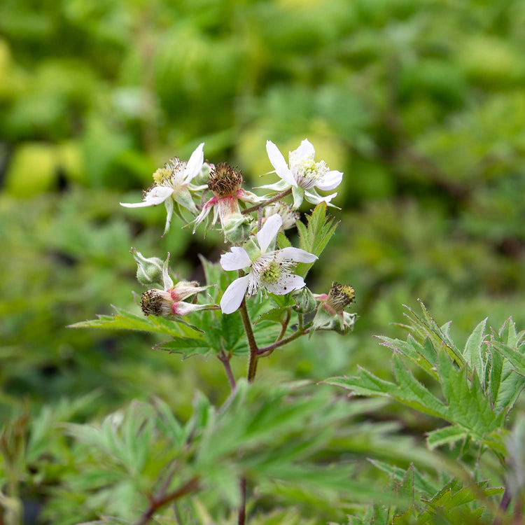 Blackberry 'Oregon Thornless' - 3 x 9cm