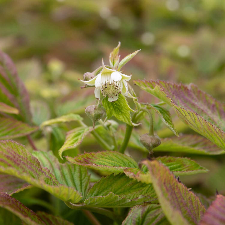 Raspberry Tree Baby Raspberry Plant 'Baby Dwarf' | Marshalls Garden