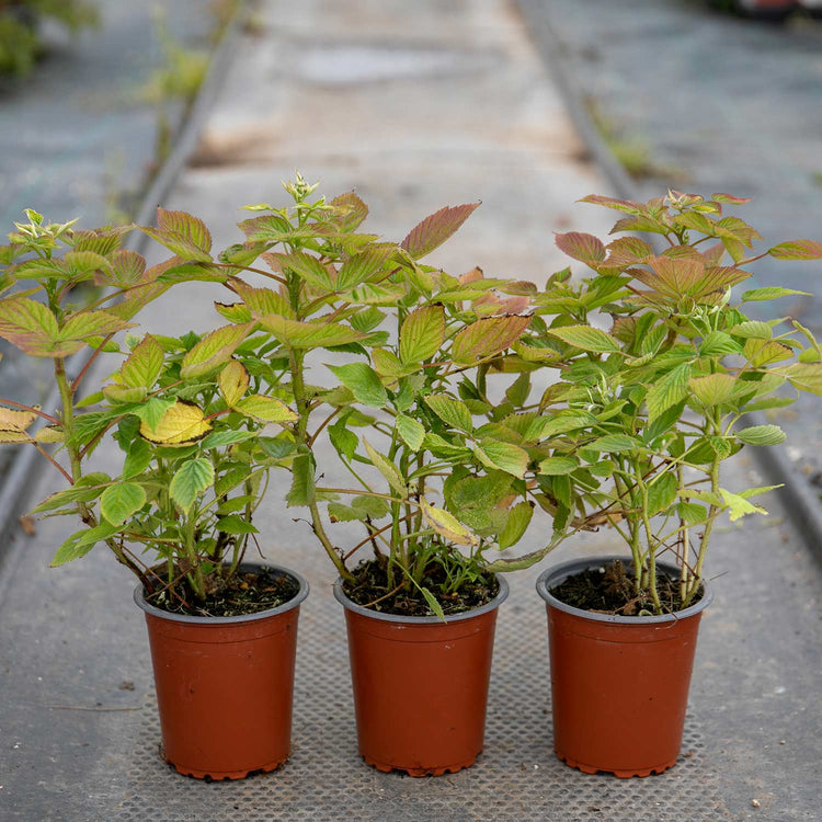 Compact Raspberry Plant Raspberry Plant 'Baby Dwarf' | Marshalls Garden