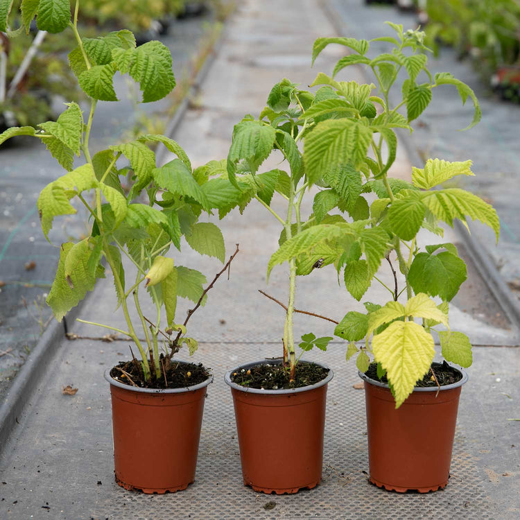 Raspberry Plant 'Goodasgold'